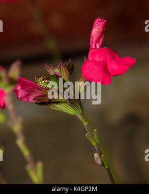 Junges grünes Schildkäfer auf roter Blume (roter grüner Körper und weiße Flecken), vertikale Ansicht, natürliches Gartenökosystem Stockfoto