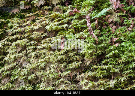 Glitzernde Holz Moss (Hylocomium splendens) Wachstum Stockfoto