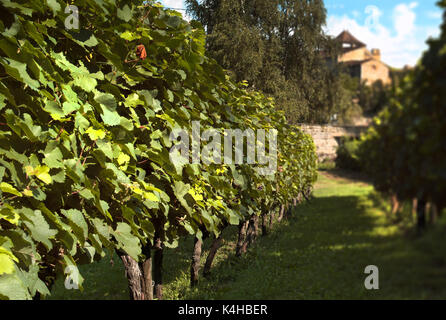 Zeile der Reben im Château Eugénie Weinberg, Albas, Lot, Frankreich Stockfoto