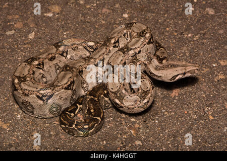 Gewöhnliche nördliche Boa (Boa Imperator) aus Sonora, Mexiko. Stockfoto