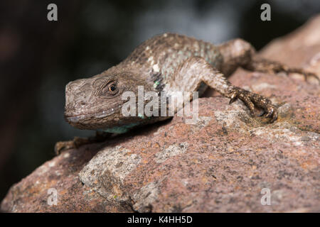 Clarks Stacheleidechse (Sceloporus clarkii) aus Sonora, Mexiko. Stockfoto