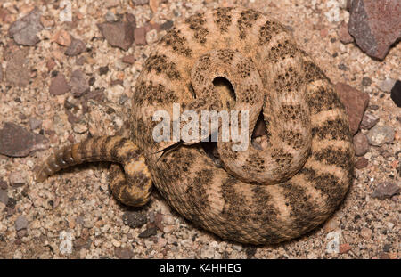 Tiger Rattlesnake (Crotalus tigris) aus Sonora, Mexiko. Stockfoto