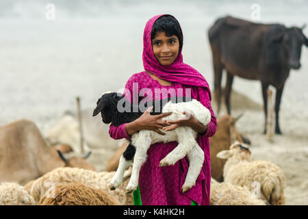 Die Schafe (Ovis aries) ist ein Säugetier in der Regel quadrupedal, Wiederkäuer gehalten wie Vieh. Stockfoto