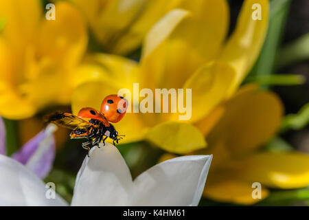 Marienkäfer auf der spring flower Stockfoto