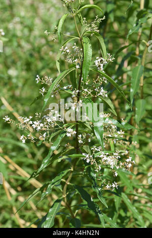 Zitronenverbene; Bilderrahmen; Lippia; citrodora, Heilpflanze, Bachbluete Stockfoto