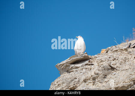 Seagull sitzen auf einem Felsen in der Nähe des Meeres. Stockfoto