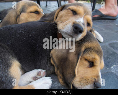 Kleine Hunde, die übereinander hocken Stockfoto