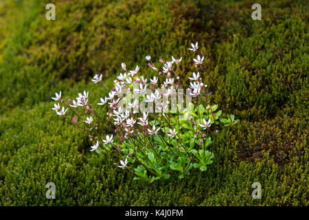 Stern - stonebreak (Saxifraga stellaris), Val de Bagnes, Wallis, Schweiz Stockfoto