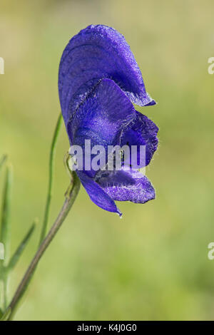 Einzelne Blume der Blauer Eisenhut (Aconitum napellus), Gasterntal, Wallis, Schweiz Stockfoto