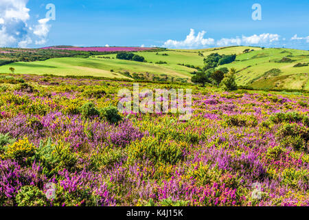 Der Blick über die hügelige Landschaft von der Südwestküste Pfad im Exmoor National Park, Somerset. Stockfoto