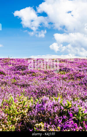 Wild lila Heidekraut wächst entlang der Südwestküste Pfad im Exmoor National Park, Somerset. Stockfoto