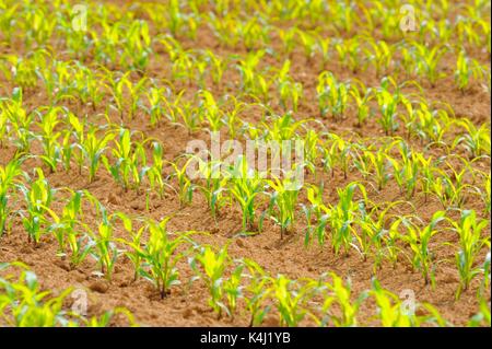 Kleine Mais (Zea mays) in den Zeilen auf Feld, Baden-Württemberg, Deutschland Stockfoto
