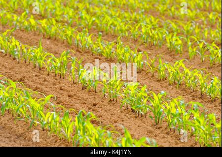 Kleine Mais (Zea mays) in den Zeilen auf Feld, Baden-Württemberg, Deutschland Stockfoto