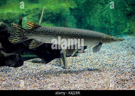 Alligator gar (Atractosteus spatula), Erwachsener, Schwimmen, Captive, Vorkommen Nordamerika Stockfoto