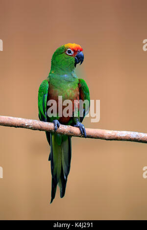 Orange-fronted parakeet (Eupsittula canicularis), Erwachsene, sitzen auf den Zweig, Captive, beheimatet in Südamerika Stockfoto