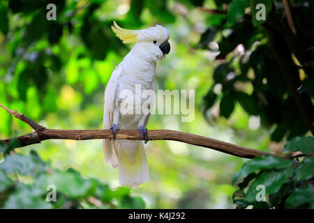 Schwefel crested Cockatoo (Cacatua galerita) sitzen auf Zweig, Captive, in Australien Stockfoto