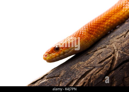 Orange mais Schlange kriecht auf einen Zweig und freuen uns auf weißem Hintergrund Stockfoto