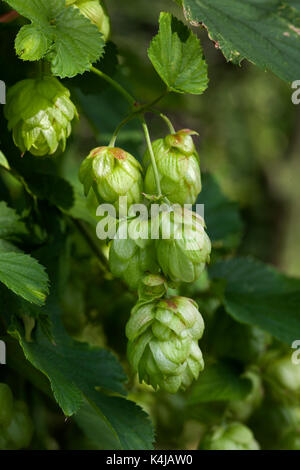 Zweig des Hopfen Stockfoto