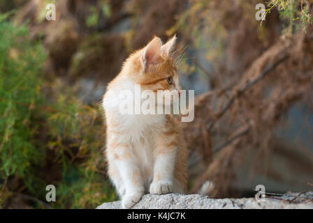 Outdoor Portrait von spielerischen roten Haaren Kitty Stockfoto