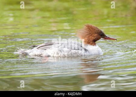 Gemeinsame Merganser oder Gänsesäger, Mergus Merganser, Kangasala, Finnland, weibliche schwimmen auf Wasser Stockfoto