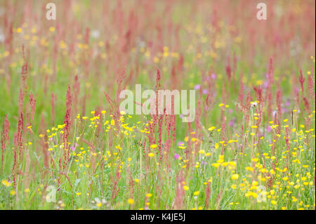 Wiese Blumen und Gräser, Kuhmo, Finnland, Lentiira, Vartius in der Nähe der russischen Grenze, bunte Stockfoto