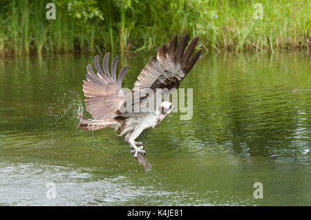 Osprey Fang von Fischen im See, Pandion haliaetus haliaetus, Kangasala, Finnland, Sea Hawk, Fish Eagle River Hawk oder Fish Hawk ist eine Tagaktive, Fisch-eatin Stockfoto