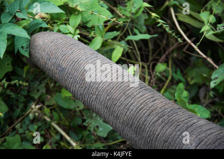 In der Nähe von Elephant Trunk Fütterung auf Blätter, Tad sae Wasserfall, Luang Prabang, Laos Stockfoto