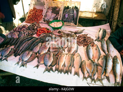 Ein Fisch im Hafen markt Essaouira, Marokko abgewürgt. Stockfoto