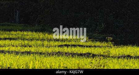 Ernte von Reis wächst im Feld, Kamu Lodge, Verbot Gnoyhai, Luang Prabang, Laos Stockfoto