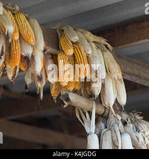 Low Angle View von Maiskolben hängen vom Dach Strahl, Chiang Rai, Thailand Stockfoto