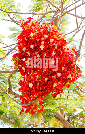 Blume des Flame Tree, Delonix regia Royal Poinciana oder extravagant. Stockfoto