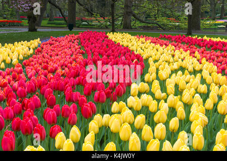 Reihen von bunten Tulpen in Blüte, Keukenhof Gärten Ausstellung, Lisse, Südholland, Niederlande, Europa Stockfoto