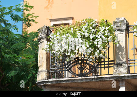 Weiße Petunie Blumen in einem Fenster, in Italien Stockfoto
