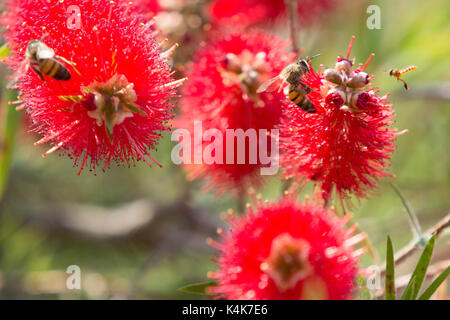 Asunción, Paraguay. 6. Sep 2017. Sonnigen Tag in Asuncion mit hohen Temperaturen um 30°C als Honigbienen (Apis mellifera) und eusocial stachellosen Biene (Tetragonisca angustula) Nektar sammeln und Weinen bottlebrush (Melaleuca Viminalis) Blumen, während sie die Sonne den ganzen Winter über blühen. Credit: Andre M. Chang/ARDUOPRESS/Alamy leben Nachrichten Stockfoto