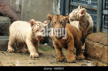 Jinan. 6. Sep 2017. Tiger Drillinge Treffen der Öffentlichkeit Jinan Zoo in Jinan, der Hauptstadt der ostchinesischen Provinz Shandong, Sept. 6, 2017. Cong Cong, eine 6-jährige Bengal Tiger Mutter, gebar die Drillinge, einschließlich einer männlichen Cub und zwei weibliche weiße Tiger Cubs, am 25. Mai. Quelle: Xinhua/Alamy leben Nachrichten Stockfoto