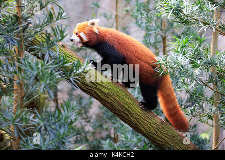 Kleiner Panda (Ailurus fulgens), Erwachsener, Klettern auf Bäume, Captive, beheimatet in Asien Stockfoto