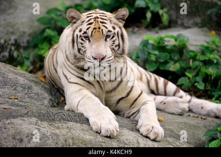 White Bengal Tiger (Panthera tigris tigris) liegen auf Rock, nach Ruhe, Porträt, Captive, beheimatet in Indien Stockfoto