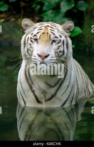 White Bengal Tiger (Panthera tigris tigris), Erwachsene in Wasser, Porträt, Captive, beheimatet in Indien Stockfoto