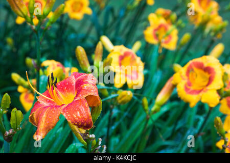In der Nähe von Rot und Orange Hemerocallis Veronique, Daylily Blume mit Regentropfen im Sommer, Quebec, Kanada Stockfoto