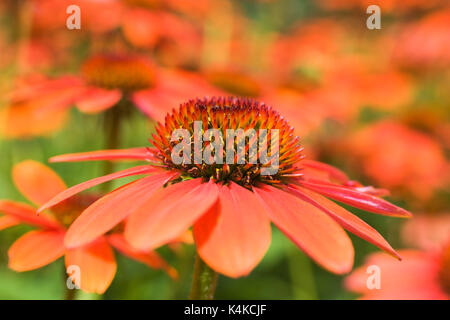 Echinacea Sombrero Adobe Orange Coneflower im Sommer, Montreal, Quebec, Kanada Stockfoto