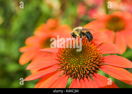 Hummel (BOMBUS) Suchen nach Nektar orange Echinacea, Sombrero Adobe Orange, Kornrade im Sommer, Montreal, Quebec Stockfoto