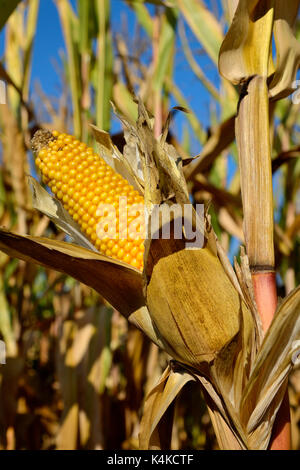 Mais (Zea mays), reife Maiskolben, Mais Feld, Deutschland Stockfoto