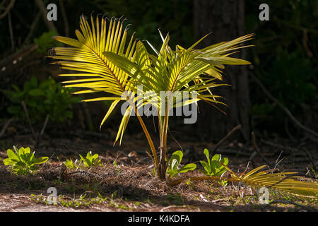 Kokospalme (Cocos nucifera), junge Pflanzen, Bird Island, Seychellen Stockfoto