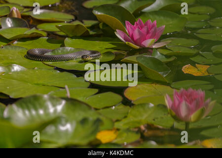 Ringelnatter (Natrix natrix) auf Wasser lilynblättern (Nymphaea), Gartenteich, Oelsnitz im Vogtland, Sachsen, Deutschland Stockfoto