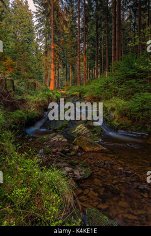 Fluss im Wald, am Abend, Weiß Göltzschtal bil, Vogtland, Sachsen, Deutschland Stockfoto