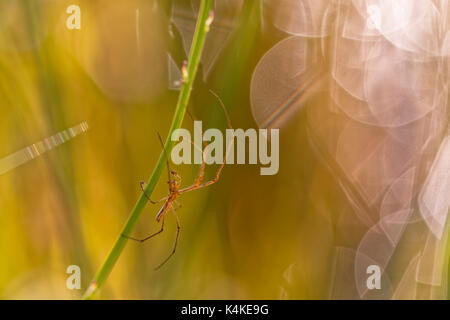 Gemeinsame Stretch-Spider (tetragnatha extensa) am Grashalm, Hintergrundbeleuchtung, Garten, Oelsnitz im Vogtland, Sachsen, Deutschland Stockfoto