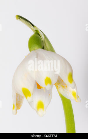 Märzenbecher (Leucojum vernum), Blume, kostenloses, Focus Stacking Stockfoto