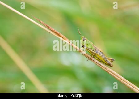 Wiese Grashüpfer (Chorthippus Parallelus) auf Gras Blade, Deutschland Stockfoto