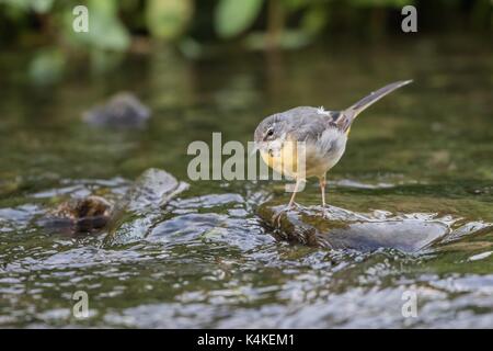 Gebirgsstelze (Motacilla cinerea), jungen Vogel, auf Stein in einem Bachbett Futtersuche, Deutschland Stockfoto