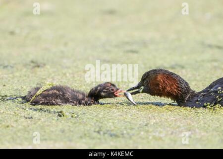 Zwergtaucher (Tachybaptus ruficollis) Fütterung junger Vogel, Hessen, Deutschland Stockfoto